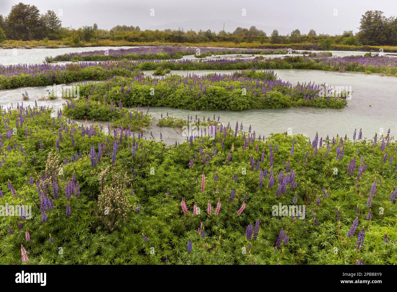 Rivière tressée avec lupins fleuris et mata negra, Rio el Canal, Patagonie, Chili Banque D'Images