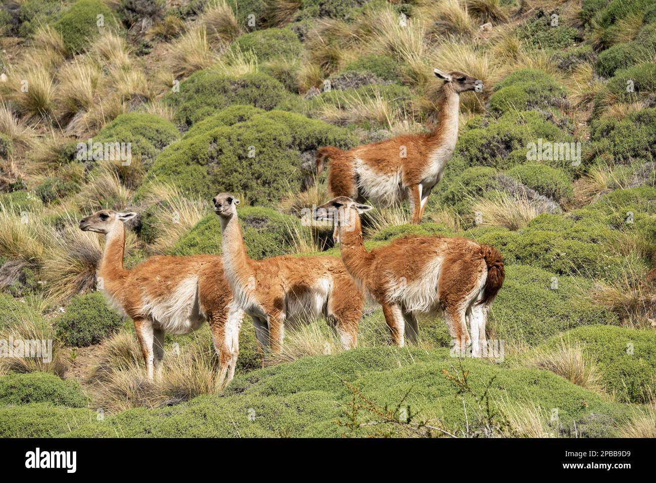 Groupe de guanacos soufflés de vent en alerte sur une colline, vallée de Chacaboco, Paagonia Banque D'Images