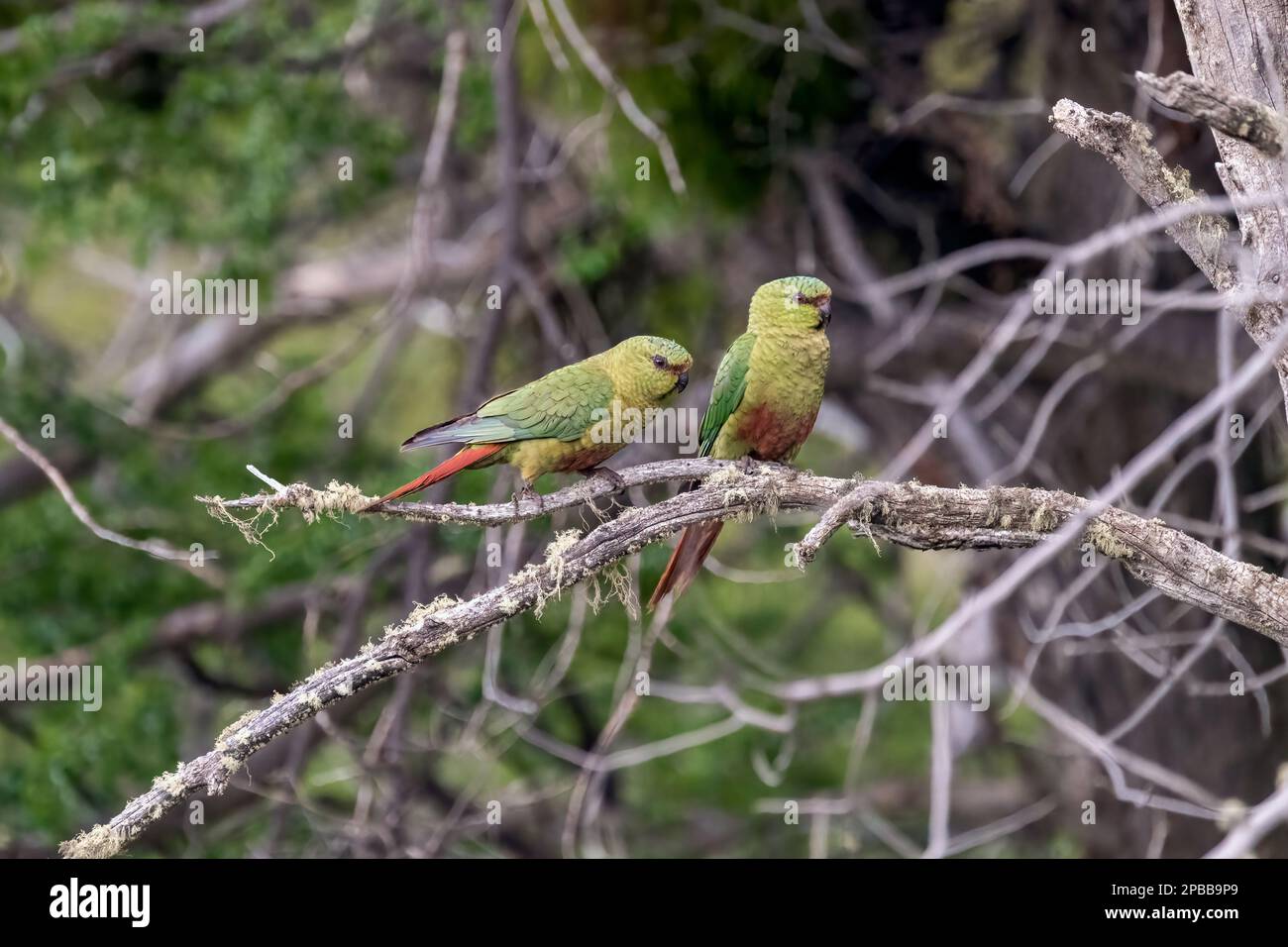 Paire de perruques Australes (Enicognathus ferrugineus) dans un arbre, vallée de Chacabuca, Patagonie Banque D'Images