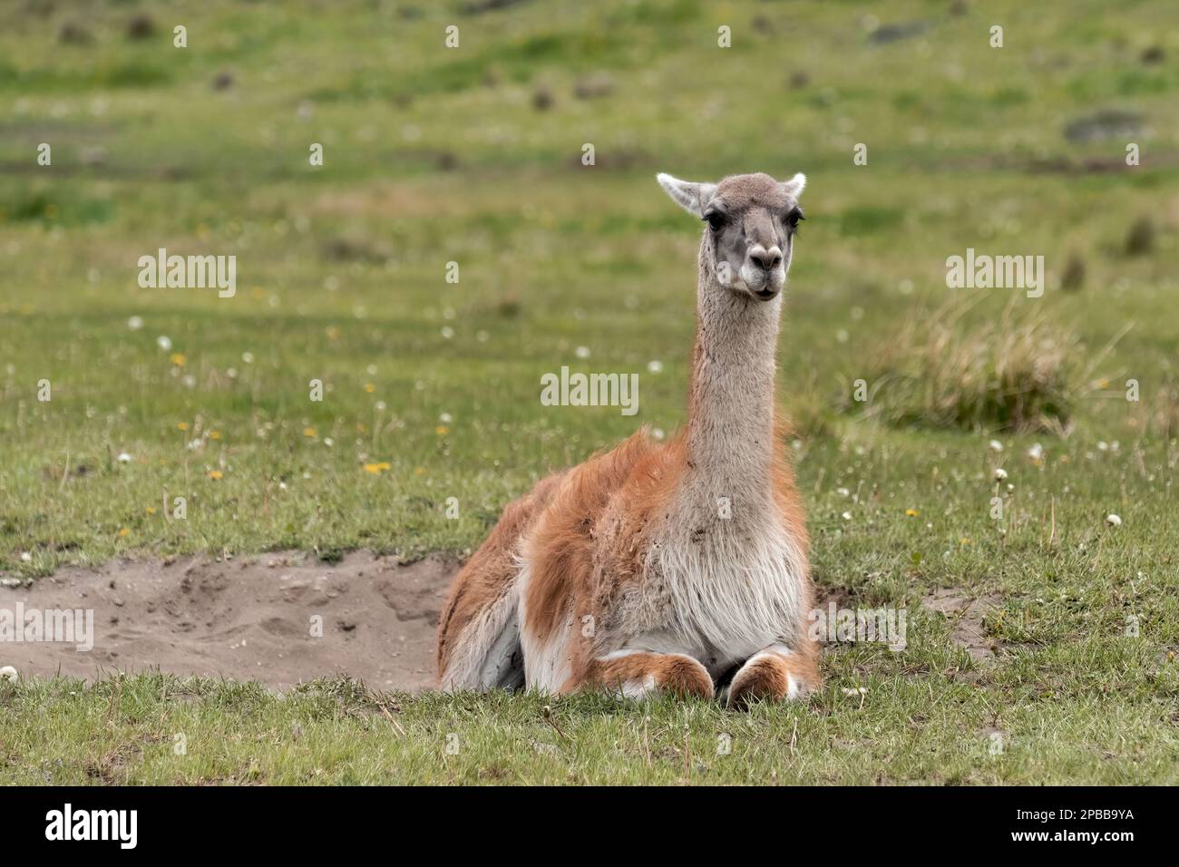 Guanaco femelle se reposant dans une dépression sablonneuse avec des fleurs sauvages, vallée de Chacabuco, Patagonie Banque D'Images