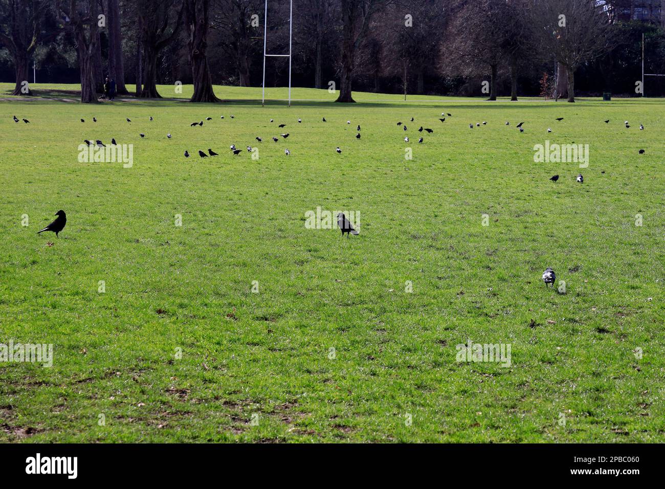 Beaucoup de corneilles et de chachdaws fourragent sur l'herbe, Llandaff Cardiff a pris Mars 2023. Banque D'Images