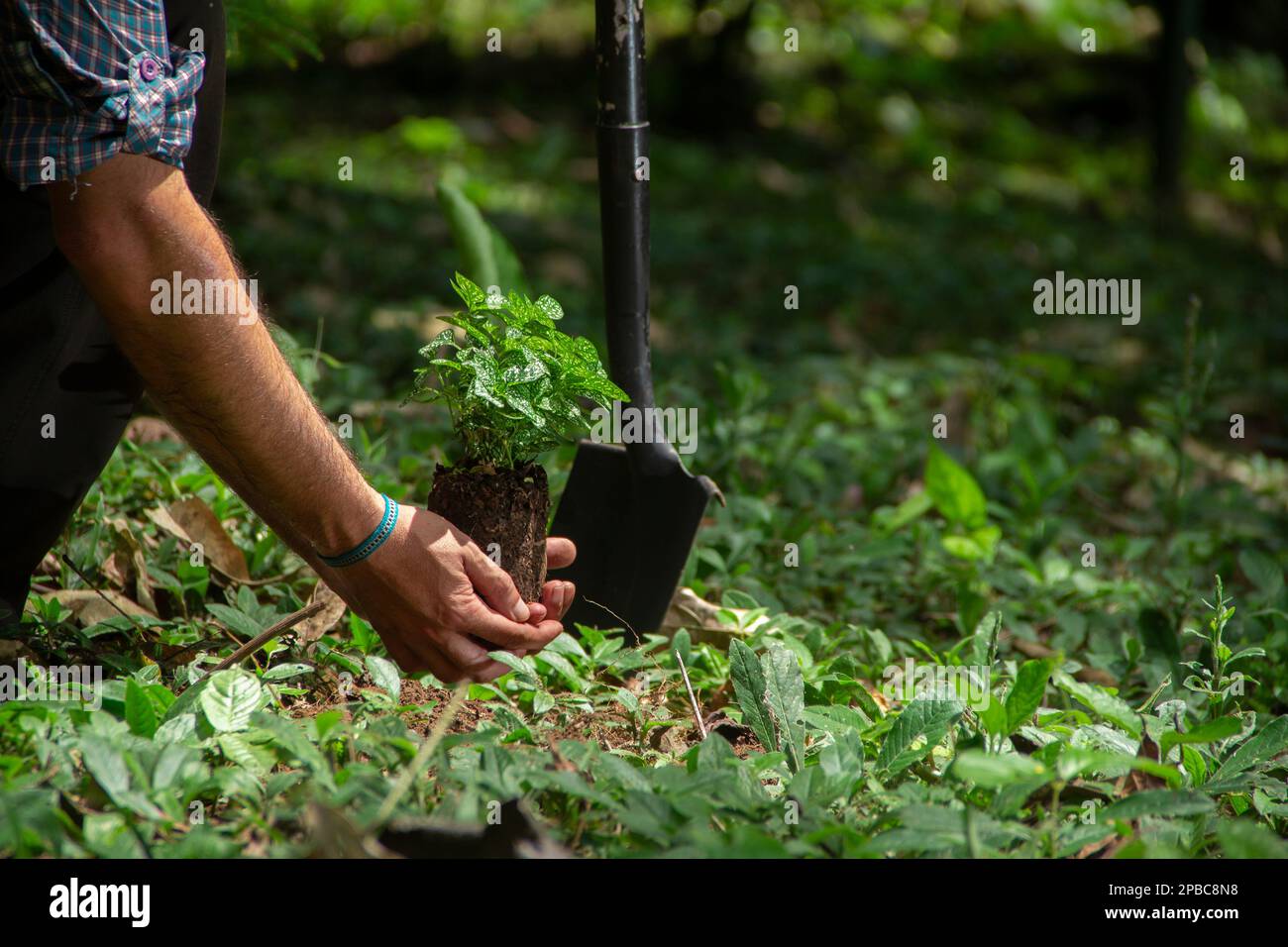 Gros plan d'un homme à genoux plantant une petite plante avec une pelle noire dans un champ vert entouré d'arbres pendant une journée ensoleillée Banque D'Images