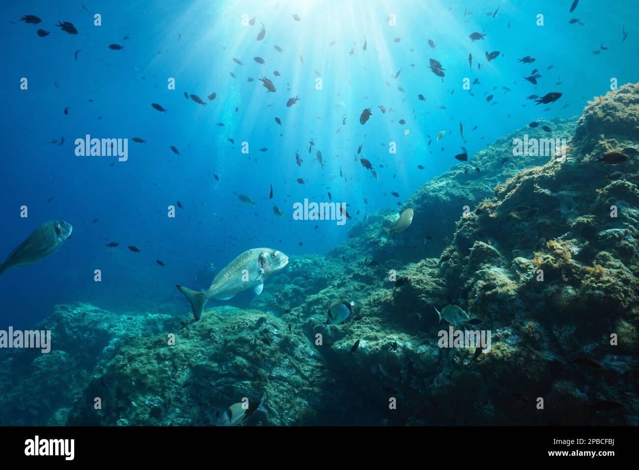 Calaque de poissons avec lumière du soleil, paysage marin sous-marin dans la mer Méditerranée (rame de mer et damégoïste), France, Occitanie Banque D'Images