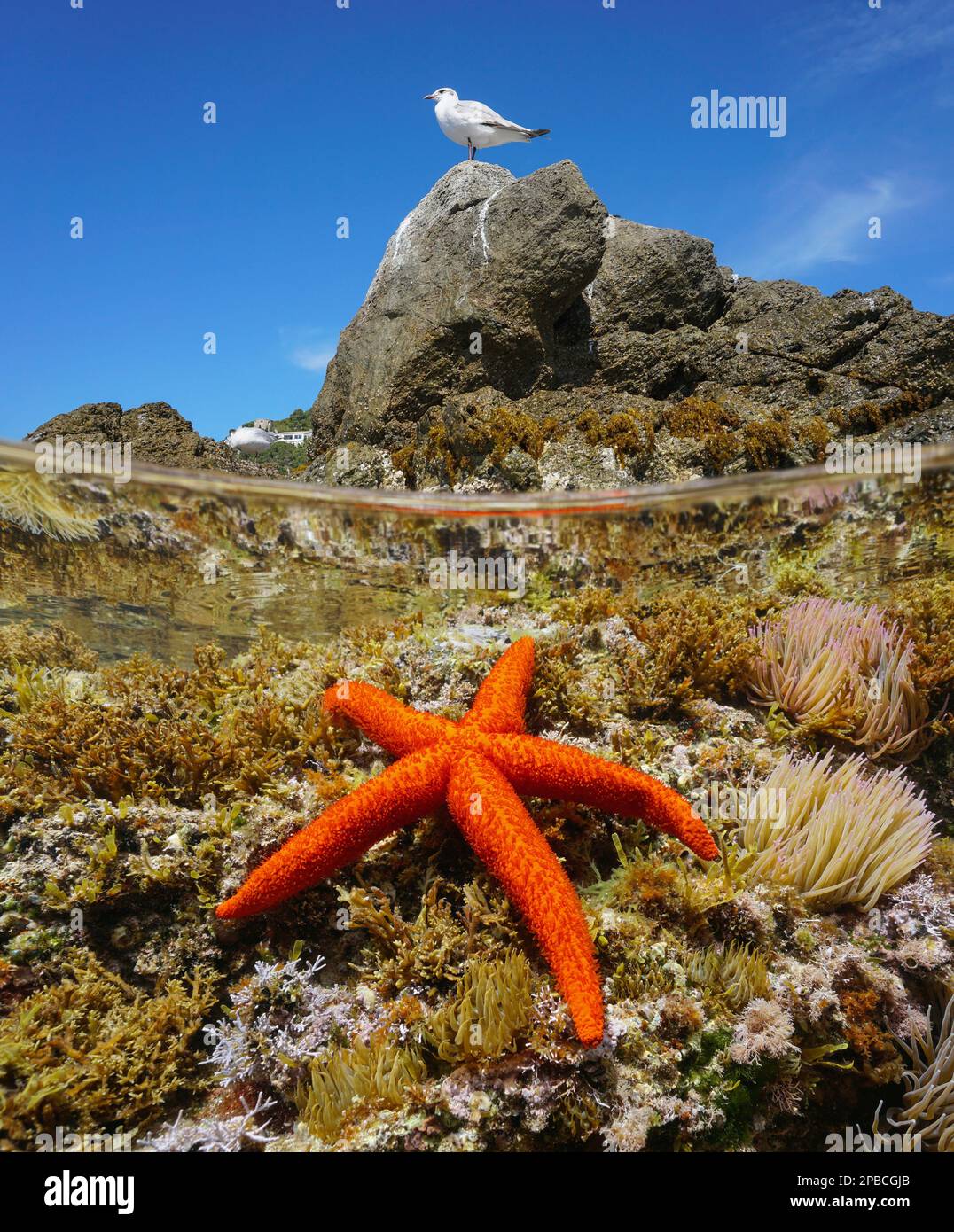 Starfish sous l'eau et un oiseau de mouette sur un rocher, mer Méditerranée, vue sur et sous la surface de l'eau, Espagne, Catalogne Banque D'Images