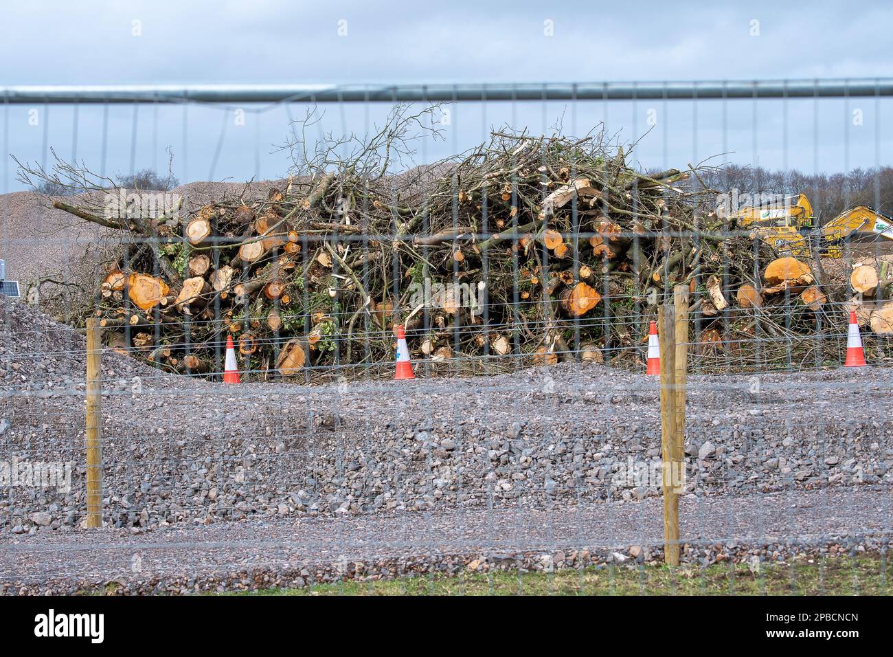 Wendover Dean, Buckinghamshire, Royaume-Uni. 12th mars 2023. Les arbres ont été abattus par HS2 à l'un de leurs composés. Les travaux de construction de la phase 1 du train à grande vitesse 2 sont en cours, mais il a été annoncé cette semaine que la phase de Birmingham à Crewe du HS2 a été mise en attente en raison de l'escalade des coûts. Les coûts actuels du projet dépassent largement le budget et devraient dépasser 100 milliards de livres. HS2 a un impact extrêmement négatif sur les résidents vivant le long de la ligne, dont certains ont fait démolir leurs maisons et les agriculteurs ont eu leurs terres prises en HS2, mais qui seraient encore sur le point de se présenter Banque D'Images