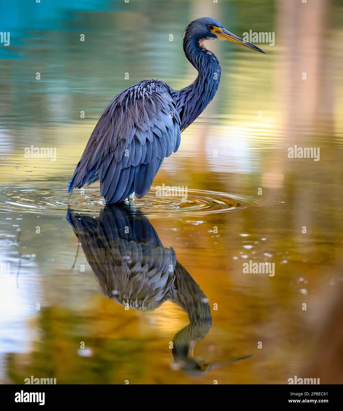 Le héron tricolore traverse le marais de Floride Banque D'Images