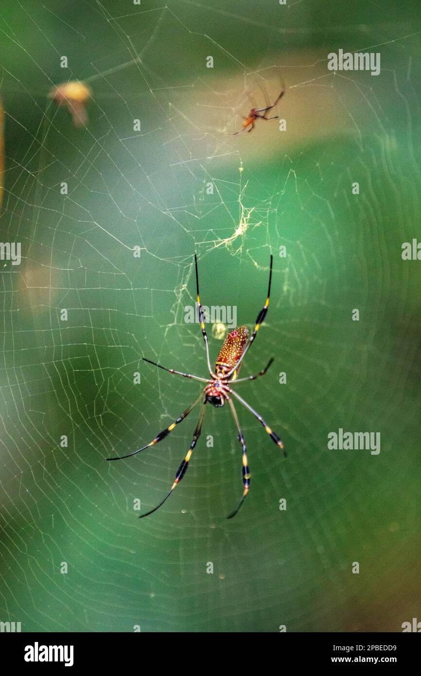 Une araignée colorée construit et complexe web pour prendre son prochain repas dans une forêt tropicale neotropicale isolée de la jungle du Costa Rica Banque D'Images