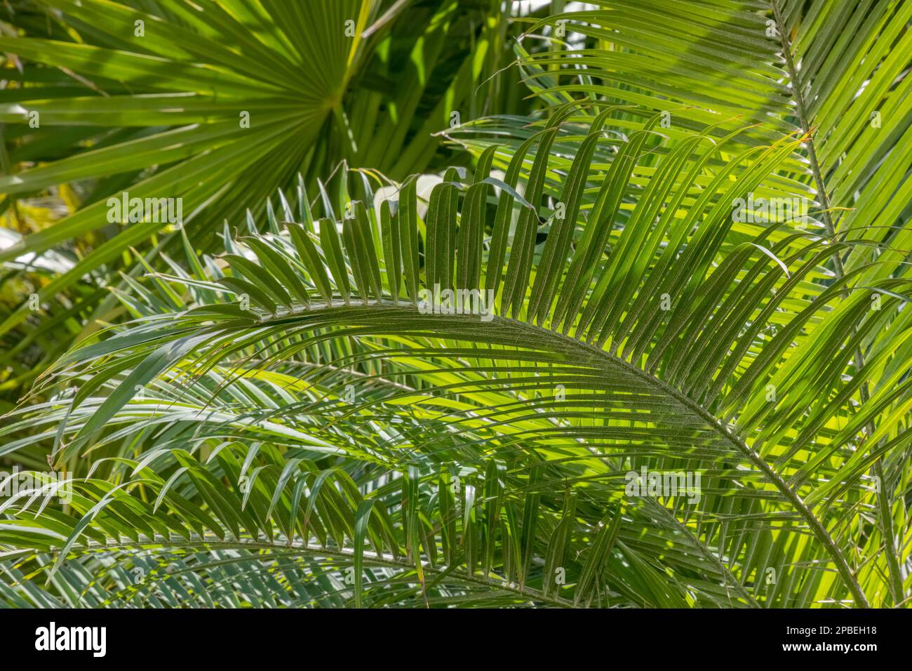 Végétation dense de la jungle verte dans la lumière du soleil Banque D'Images