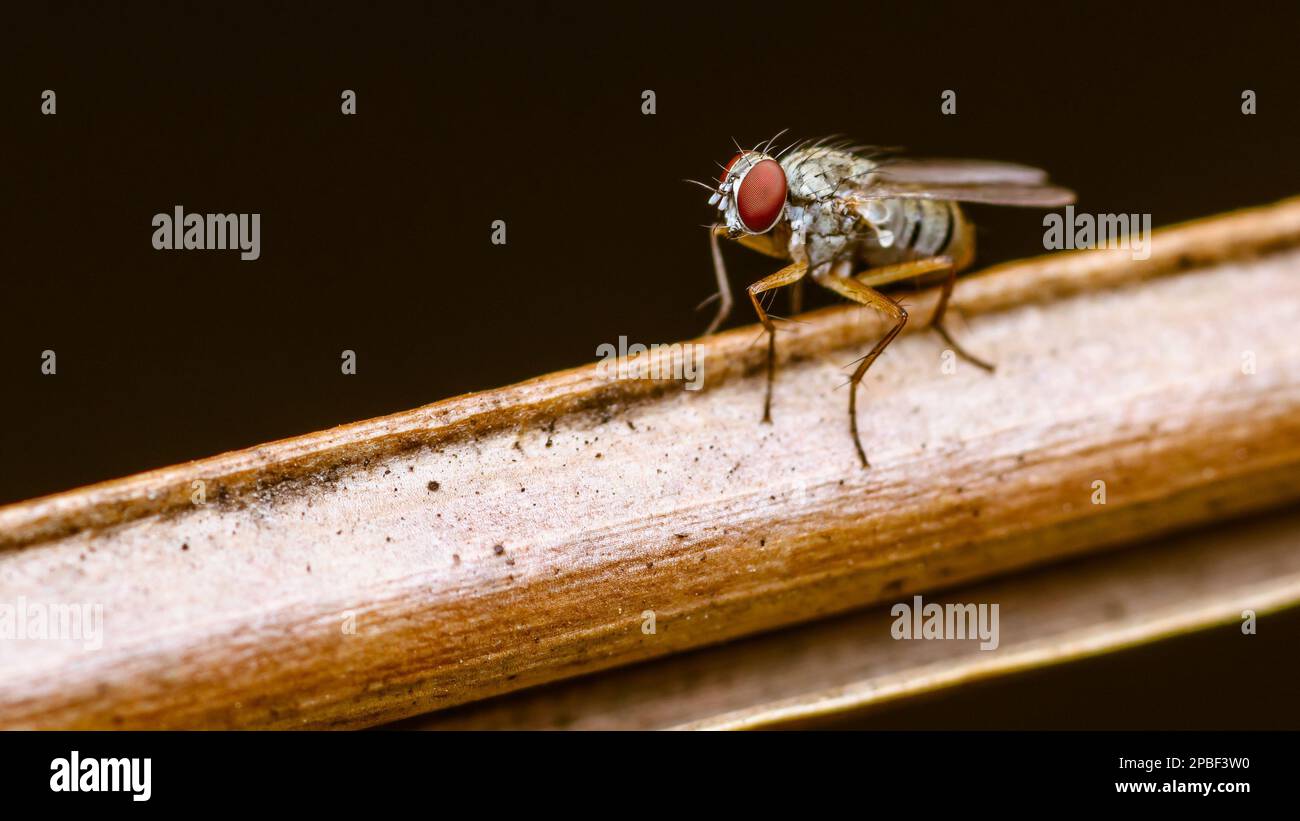 Gros plan une mouche sur la feuille sèche et la nature flou d'arrière-plan, mouche de maison commune, insecte coloré, sélectif foyer. Banque D'Images
