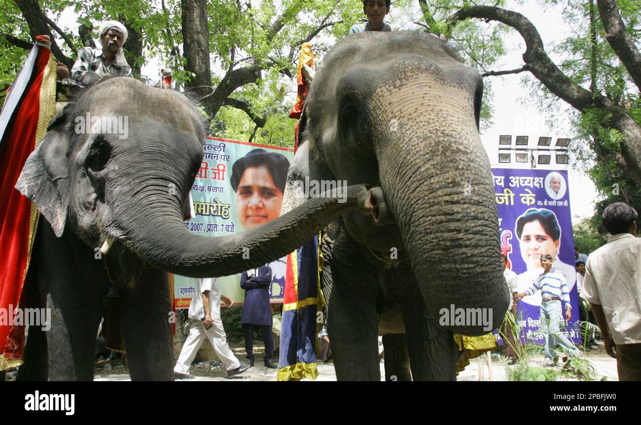 An elephant, the Bahujan Samaj Party (BSP) symbol, reaches out to another, as portraits of BSP leader Mayawati is seen background, outside her residence in New Delhi, India, Friday, May 25, 2007. Supporters of India's most powerful low-caste politician Mayawati, 51, crowded outside her residence as she made her maiden visit to the country's capital after becoming the chief minister of Uttar Pradesh, a vast, poor state that encompasses more than 180 million people and often sets the political agenda for the rest of the country. (AP Photo/Gurinder Osan) Banque D'Images
