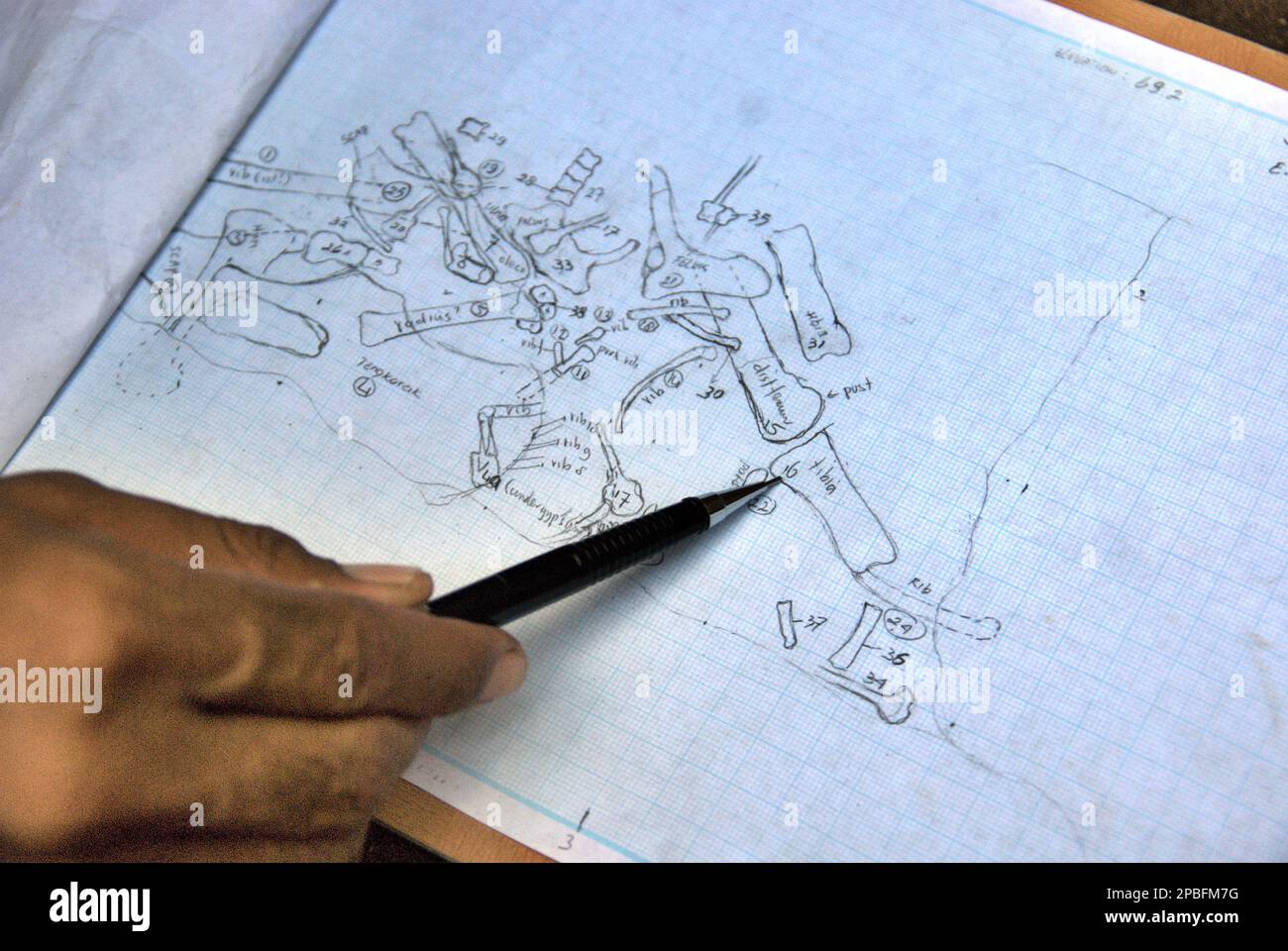 Le paléontologue Iwan Kurniawan montre un croquis sur papier qui montre l'emplacement des os fossilisés d'Elephas hysudrindicatus, une espèce d'éléphant disparue vécue pendant l'époque du Pléistocène, plus tard connue sous le nom de 'Blora Elephant', sur le site d'excavation de Sunggun, Mendalem, Kradenan, Blora, Central Java, Indonésie. L'équipe de recherche sur les vertébrés (Agence géologique, Ministère indonésien de l'énergie et des ressources minérales) dirigée par Kurniawan lui-même avec Fachroel Aziz a découvert les os de l'espèce presque entièrement (environ 90 pour cent achevé) qui plus tard leur permettrait de construire un scientifique. Banque D'Images