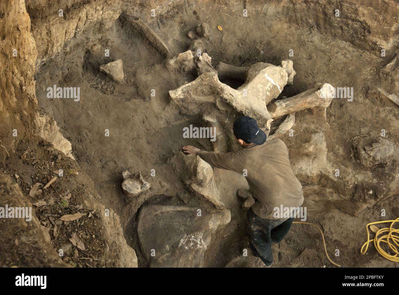 Un paléontologue travaille sur le site d'excavation des os fossilisés d'une espèce d'éléphant éteinte scientifiquement identifiée comme Elephas hysudrindicatus, ou populairement appelé 'Blora Elephant', à Sunggun, Mendalem, Kradenan, Blora, Central Java, Indonésie. L'équipe de scientifiques de la recherche sur les vertébrés (Agence géologique, Ministère indonésien de l'énergie et des ressources minérales) dirigée par Iwan Kurniawan et Fachroel Aziz a découvert presque entièrement les os de l'espèce (environ 90 pour cent) qui leur permettraient plus tard de construire une reconstruction scientifique, qui est exposée au Musée de géologie... Banque D'Images