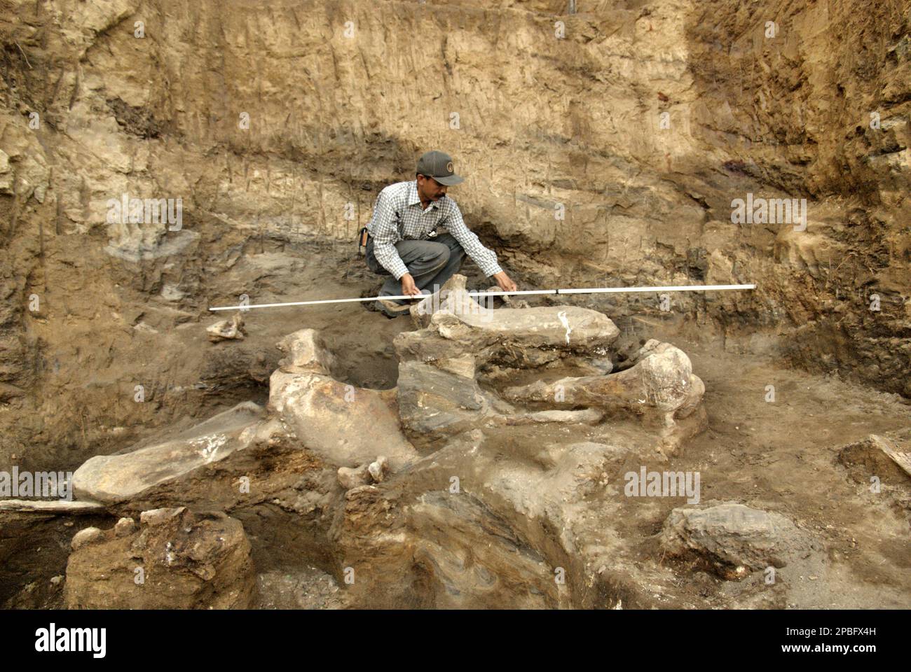 Le paléontologue Iwan Kurniawan travaille sur le site d'excavation des os fossilisés d'une espèce d'éléphant éteinte scientifiquement identifiée comme Elephas hysudrindicus, ou populairement appelé 'Blora Elephant', à Sunggun, Mendalem, Kradenan, Blora, Central Java, Indonésie. L'équipe de scientifiques de la recherche sur les vertébrés (Agence géologique, Ministère indonésien de l'énergie et des ressources minérales), dirigée par Kurniawan lui-même avec Fachroel Aziz, a découvert les os de l'espèce presque entièrement (environ 90 pour cent complets) qui leur permettraient plus tard de construire une reconstruction scientifique, qui est exposée à... Banque D'Images