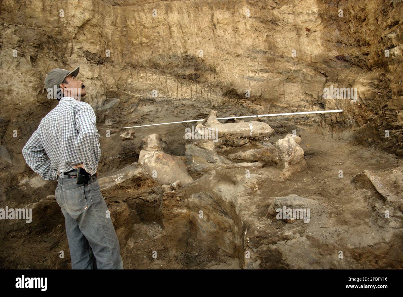 Le paléontologue Iwan Kurniawan se penche sur le site d'excavation des os fossilisés d'une espèce d'éléphant disparue scientifiquement identifiée comme Elephas hysudrindicatus, ou populairement appelé 'Blora Elephant', à Sunggun, Mendalem, Kradenan, Blora, Central Java, Indonésie. L'équipe de scientifiques de la recherche sur les vertébrés (Agence géologique, Ministère indonésien de l'énergie et des ressources minérales) dirigée par Kurniawan lui-même avec Fachroel Aziz a découvert les os de l'espèce presque entièrement (environ 90 pour cent) qui plus tard leur permettrait de construire une reconstruction scientifique, qui... Banque D'Images