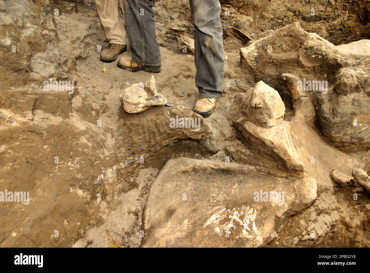 Le paléontologue Iwan Kurniawan se trouve sur le site d'excavation des os fossilisés d'une espèce d'éléphant éteinte scientifiquement identifiée comme Elephas hysudrindicus, ou populairement appelé 'Blora Elephant', à Sunggun, Mendalem, Kradenan, Blora, Central Java, Indonésie. L'équipe de scientifiques de la recherche sur les vertébrés (Agence géologique, Ministère indonésien de l'énergie et des ressources minérales), dirigée par Kurniawan lui-même avec Fachroel Aziz, a découvert les os de l'espèce presque entièrement (environ 90 pour cent complets) qui leur permettraient plus tard de construire une reconstruction scientifique, qui est exposée à... Banque D'Images
