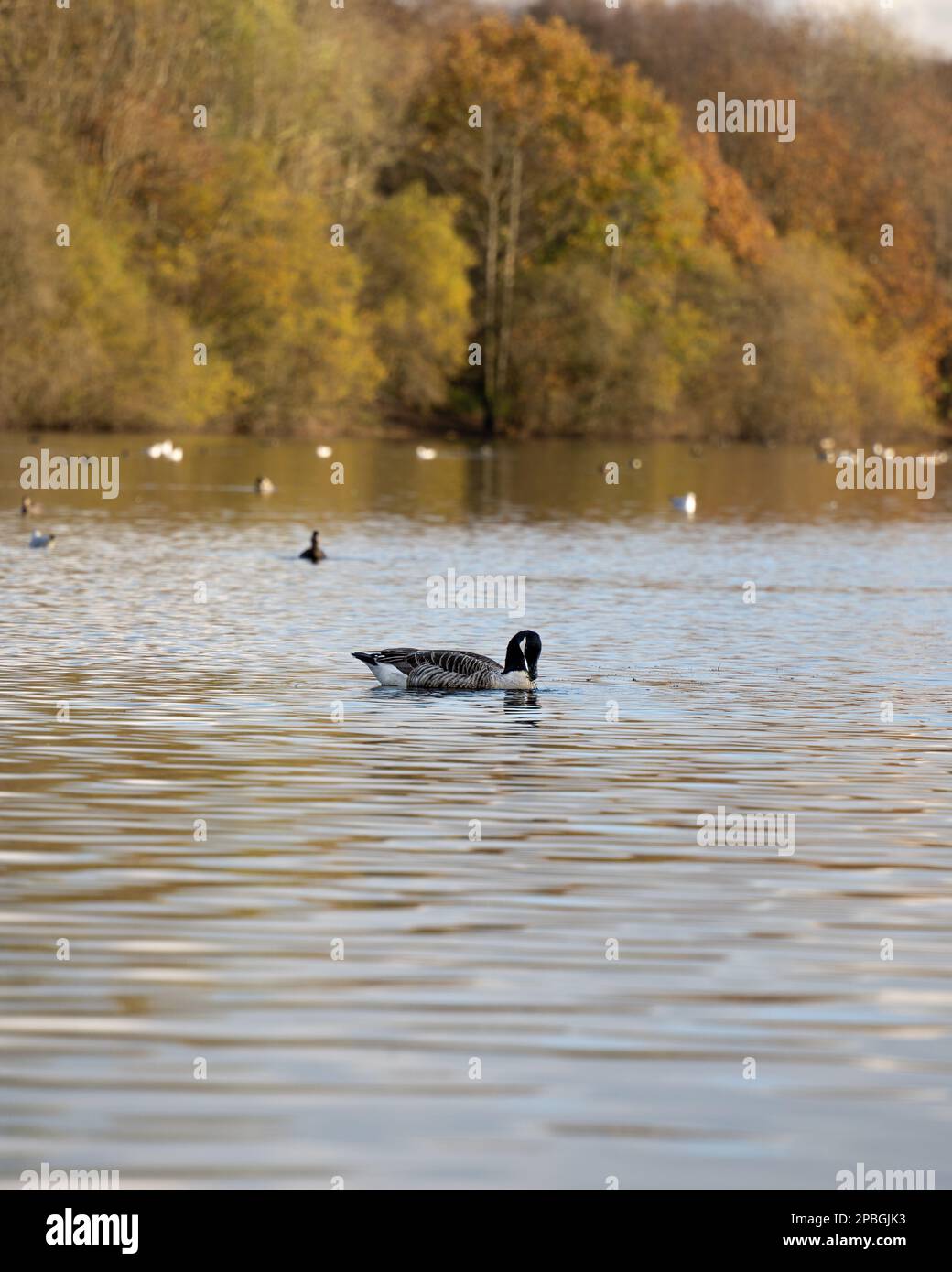 canards nageant dans le lac. Canards reflétant et fourragent dans le lac Banque D'Images