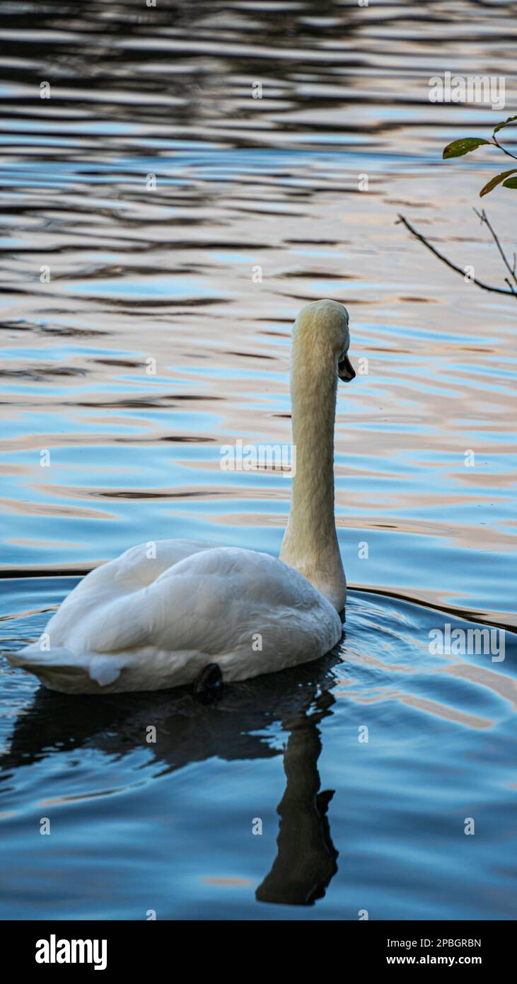 Natation dans le lac. De magnifiques cygnes dans l'eau dans le lac merveilleux Banque D'Images