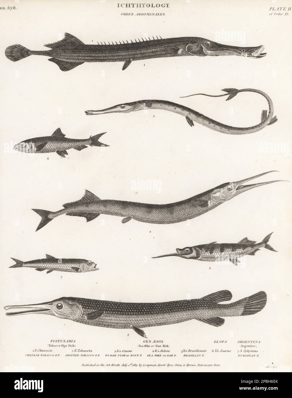 Poisson-fond chinois, Aulostomus chinensis 1, poisson-fond, Fistularia tabacaria 2, léguar à long nez, Lepisosteus osseus 3, poisson-garpe, Belone belone 4, ballyhoo, Hemiramphus brasiliensis 5, Ladyfish, Elops saurus 6, et éperlan de hareng, Argentine sphyraena 7. Gravure sur plaque de coperplate de Thomas Milton de la Cyclopedia d'Abraham Rees ou du Dictionnaire universel des arts, des sciences et de la littérature, Longman, Hurst, Rees, Orme et Brown, Paternoster Row, Londres, 1 juillet 1811. Banque D'Images