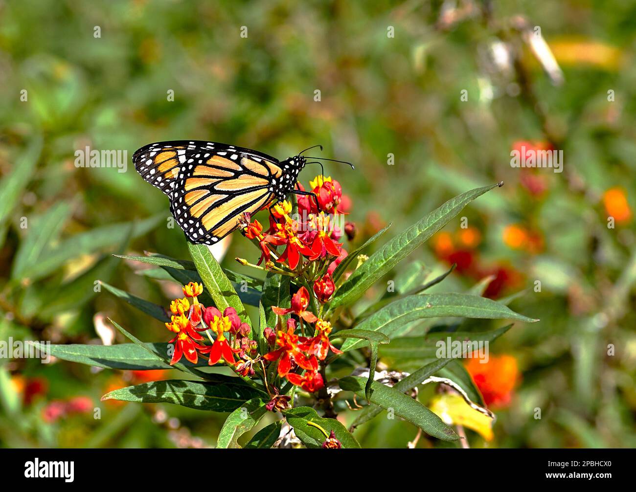 Gros plan d'un papillon monarque qui obtient le pollen d'une fleur Banque D'Images