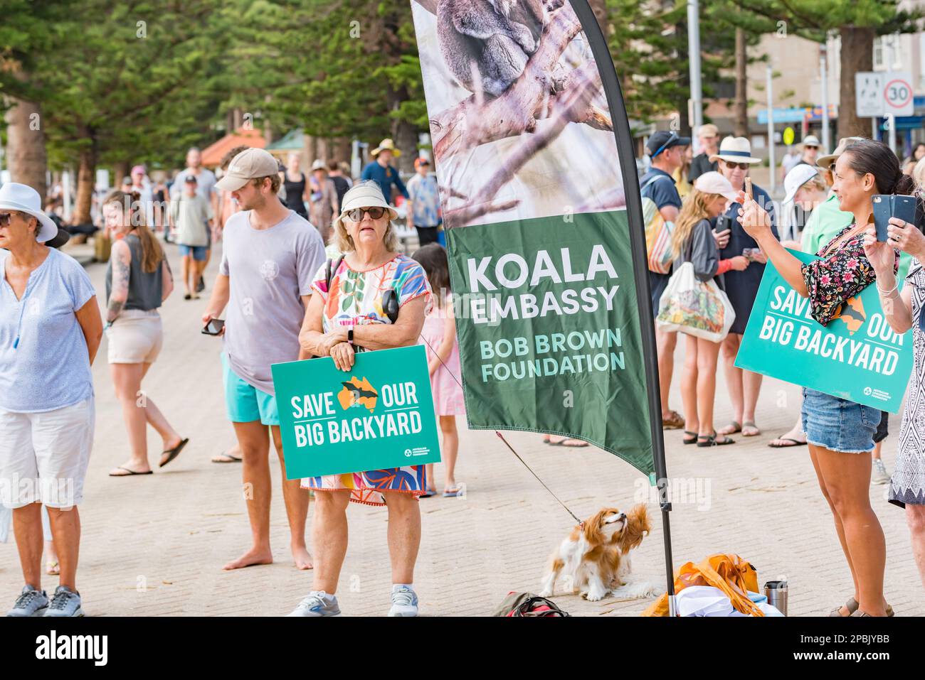 Personnes assistant à une réunion de protestation Save the koalas à Manly Beach, en Nouvelle-Galles du Sud, en Australie, sur 12 mars 2023 Banque D'Images