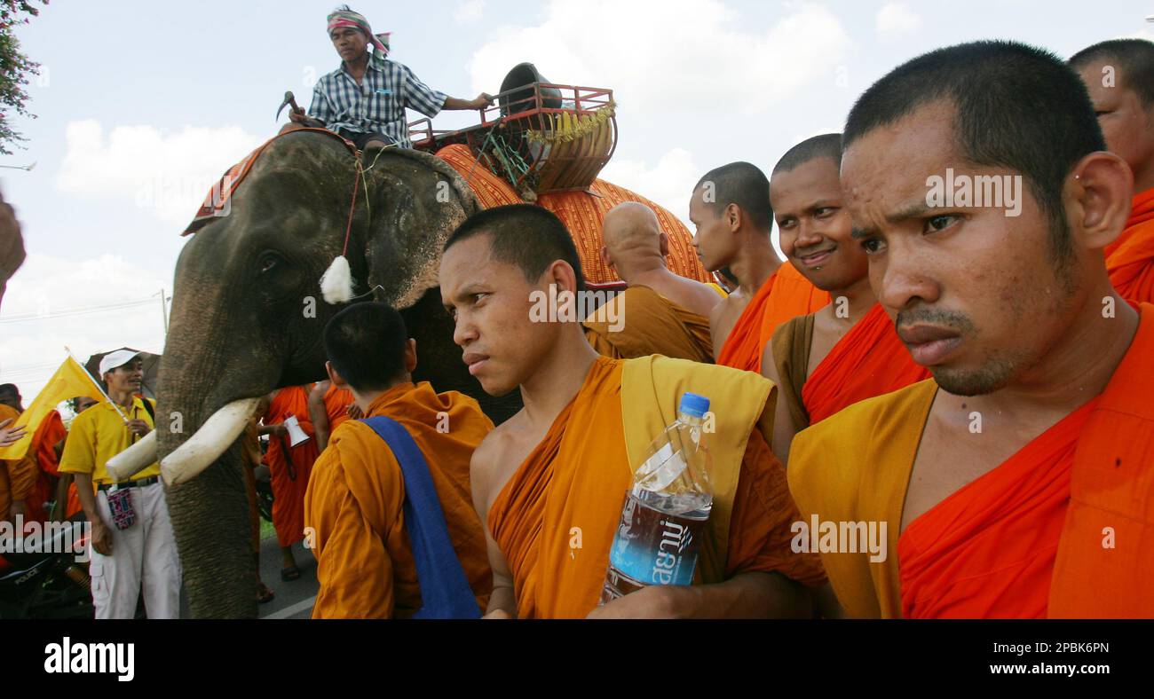 Thai Buddhist monks walk in a procession with elephants on the outskirts of Bangkok, Thailand, Wednesday, April 25, 2007. The monks were marching to parliament to demand that the new post coup constitution enshrine Buddhism as the national religion. The march came one day after coup leader Gen. Sonthi Boonyaratglin backed the idea of recognizing Buddhism as the national religion, amid a worsening Islamic insurgency in the south of Thailand. (AP Photo/David Longstreath) Banque D'Images