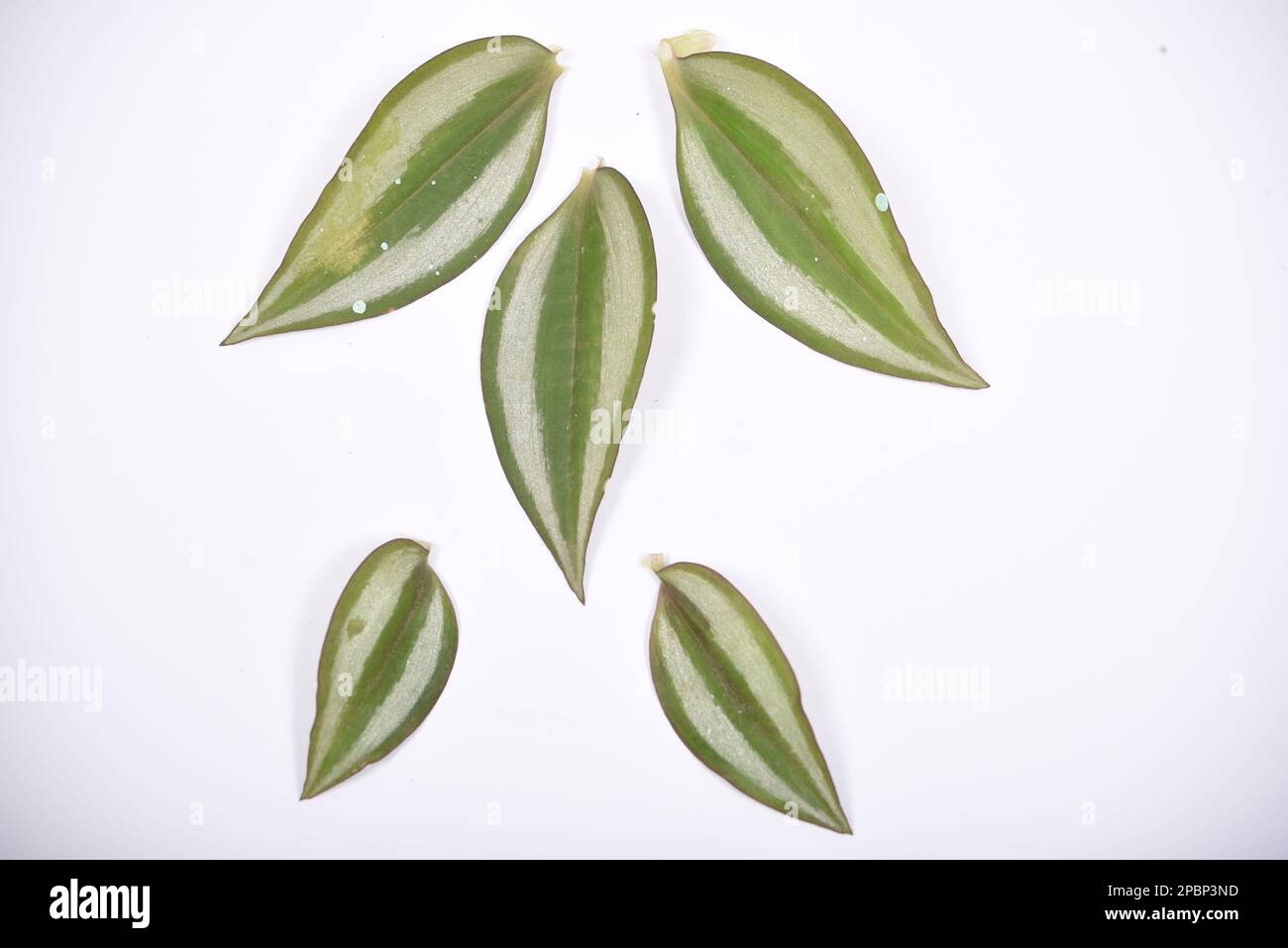 Tradescantia zebrina sur un fond blanc isolé Banque D'Images