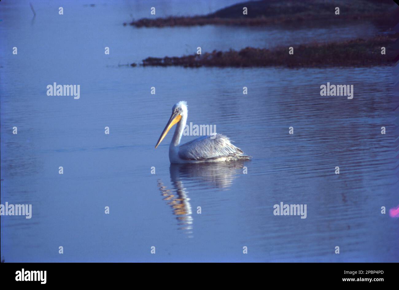 Les pélicans sont un genre de grands oiseaux aquatiques qui composent la famille des Pélécanidae. (Genre Pelecanus) ils se caractérisent par un bec long et un grand sac de gorge utilisé pour attraper les proies et drainer l'eau du contenu de la ramasse avant de déglutier. Ils ont surtout un plumage pâle, à l'exception des pélicans bruns et péruviens. Banque D'Images