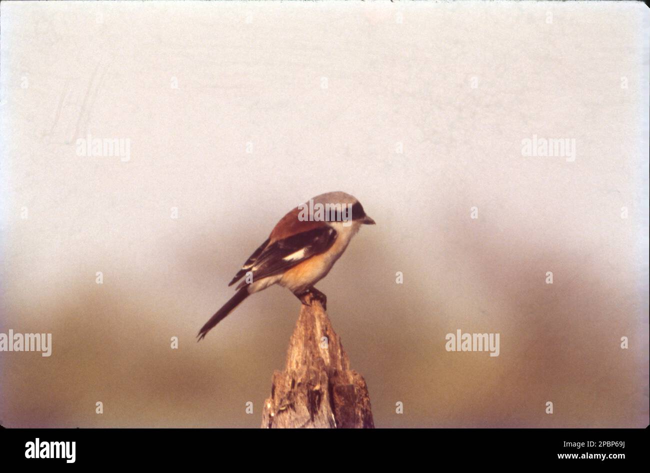Le larche corné ou larche de rivage est une espèce de larche de la