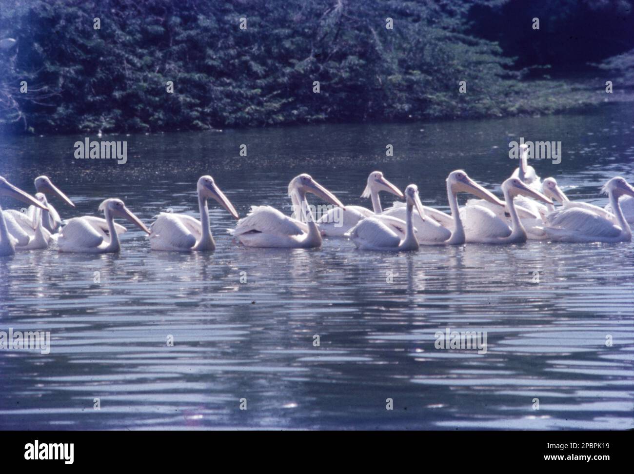 Les pélicans sont un genre de grands oiseaux aquatiques qui composent la famille des Pélécanidae. (Genre Pelecanus) ils se caractérisent par un bec long et un grand sac de gorge utilisé pour attraper les proies et drainer l'eau du contenu de la ramasse avant de déglutier. Ils ont surtout un plumage pâle, à l'exception des pélicans bruns et péruviens. Banque D'Images