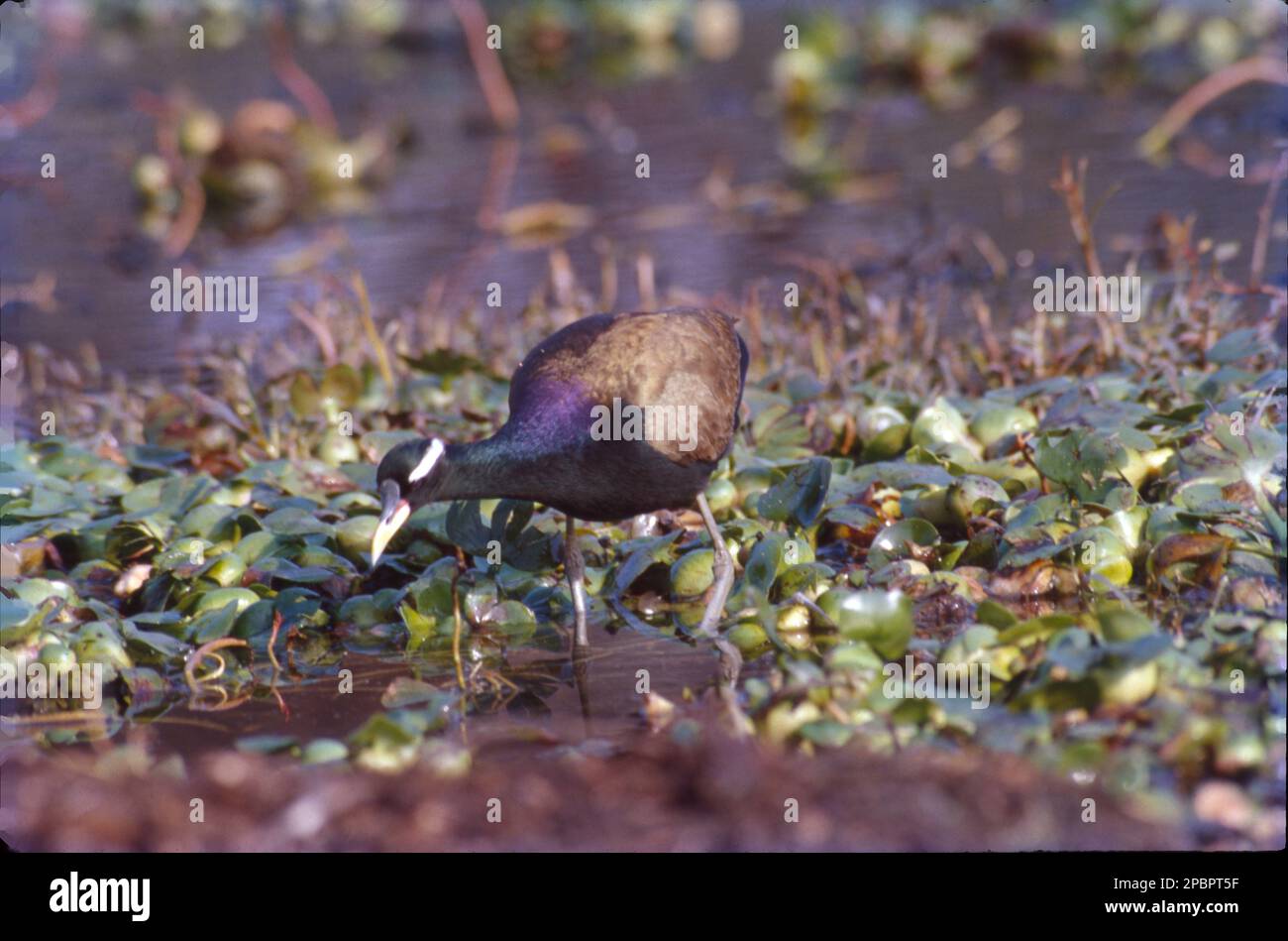 Le jacana à queue de faisan est un jacana du genre monotypique Hydrophasianus. Comme tous les autres jacanas, ils ont des orteils et des ongles allongés qui leur permettent de marcher sur une végétation flottante dans des lacs peu profonds, leur habitat préféré. Ces oiseaux de passage à gué inhabituels sont identifiés par leurs longues jambes et leurs orteils et griffes extrêmement longs et minces qui leur permettent de répartir leur poids uniformément. Banque D'Images