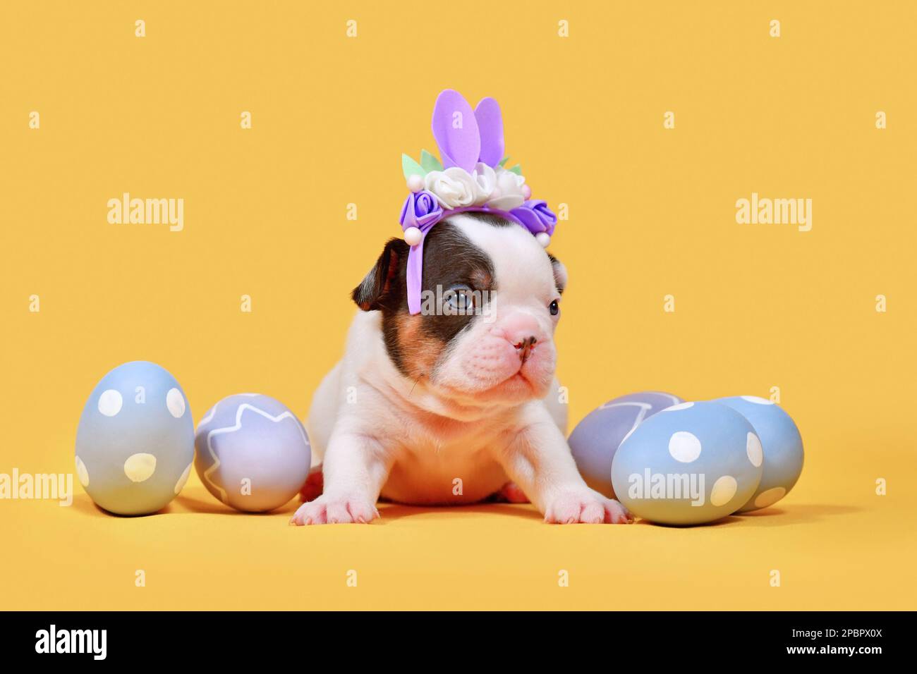 Chien Bulldog chien brun clair chiot avec oreilles de lapin de Pâques et œufs sur fond jaune Banque D'Images