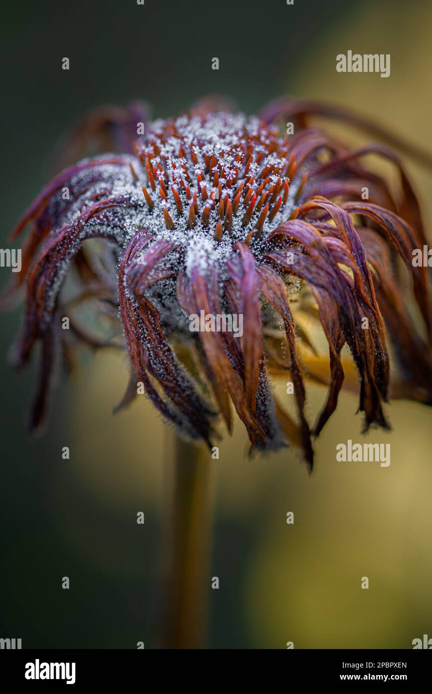 Echinacea Blossom flétrit avec des cristaux de glace Banque D'Images