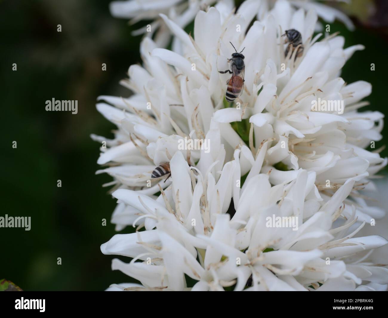 Groupe d'abeille rouge naine sur la fleur de café de Robusta sur une plante d'arbre avec feuille verte avec couleur noire en arrière-plan Banque D'Images Groupe d'abeille rouge naine sur la fleur de café de Robusta sur une plante d'arbre avec feuille verte avec couleur noire en arrière-plan Banque D'Images