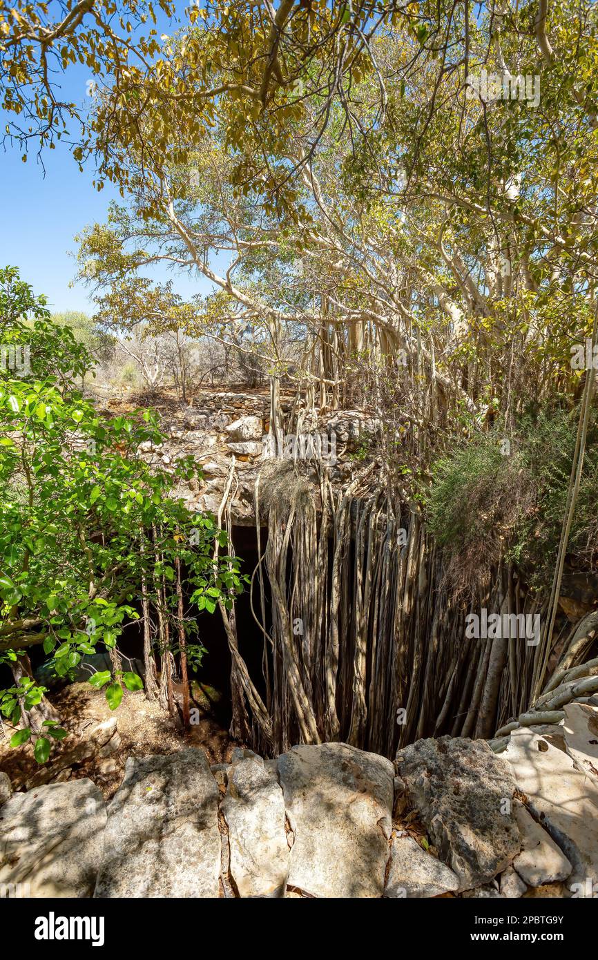 Le Banyan massif se figue au creux de la cavité, dont les racines poussent pour former une petite forêt et un paysage naturel incroyable. Parc national de Tsimanampetsotsa. Mada Banque D'Images