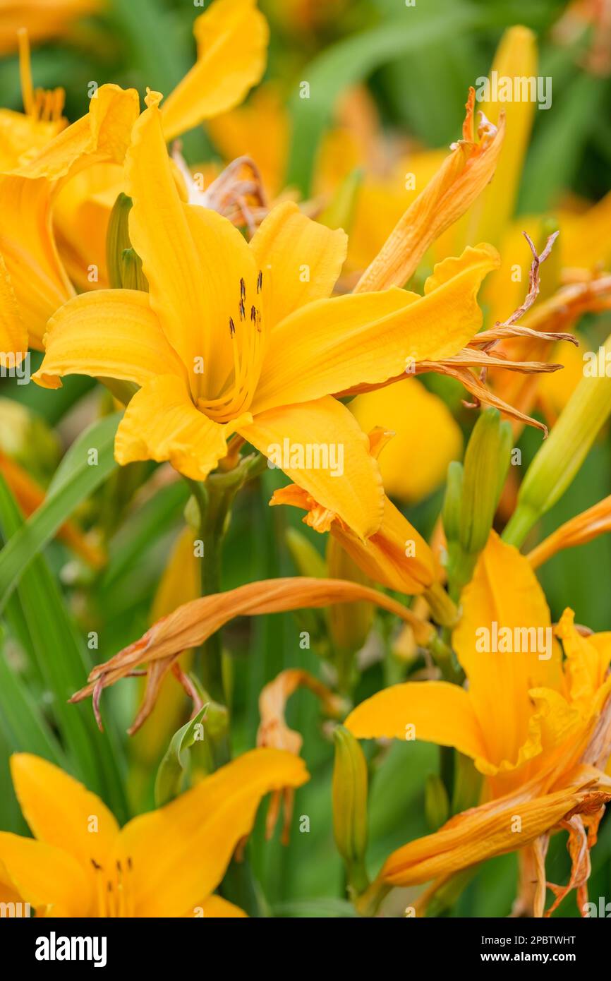 Hemerocallis brûlant lumière du jour, lumière du jour brûlant, fleurs orange-jaune intense, en forme de trompette Banque D'Images
