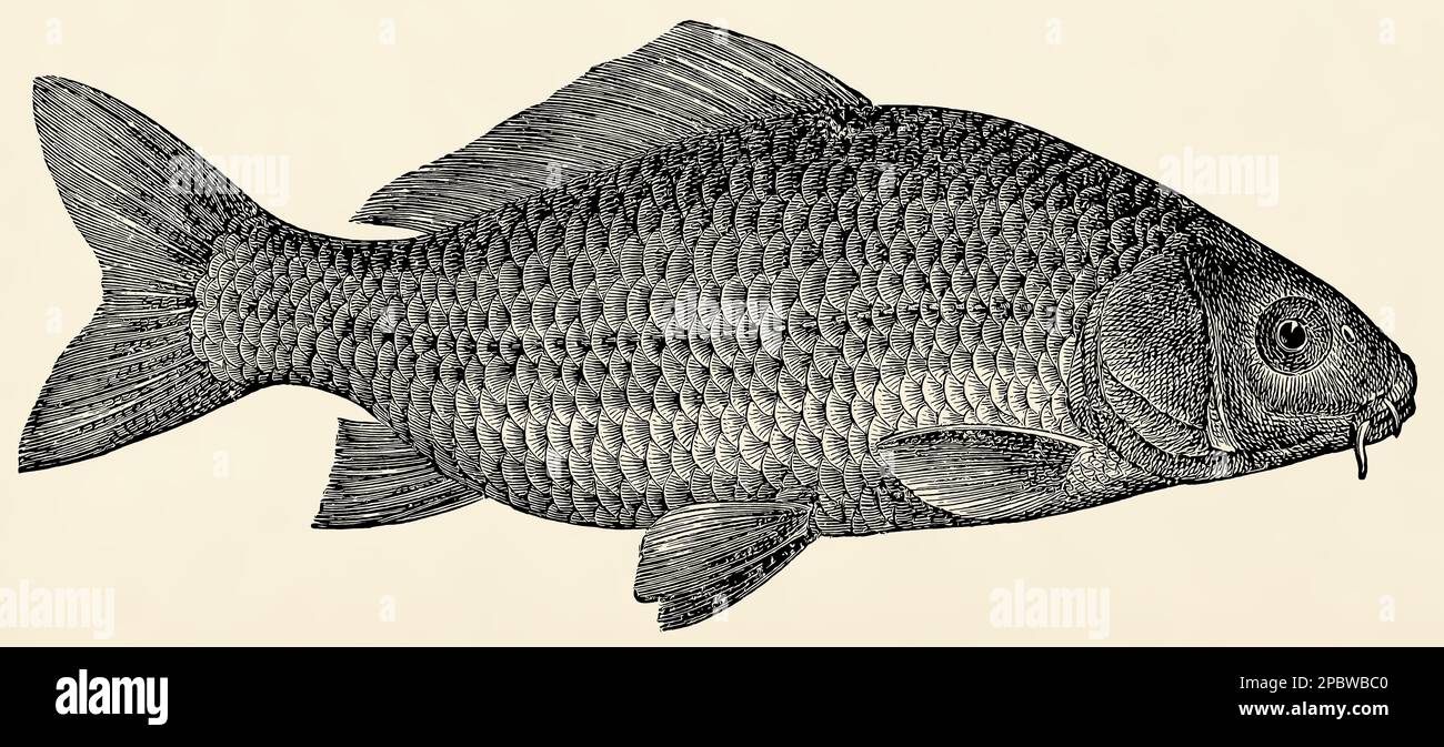 Le poisson d'eau douce - carpe européenne (Cyprinus carpio). Illustration stylisée antique. Banque D'Images