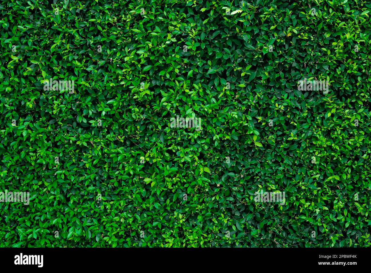 Petites feuilles vertes sur fond de texture de la paroi de haie. Gros plan plante de haie verte dans le jardin. Mur de haies écologique à feuilles persistantes. Toile de fond naturelle. La beauté dans la nature Banque D'Images