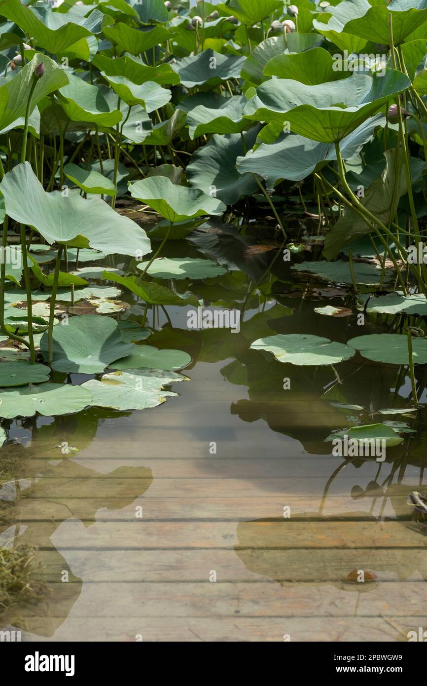 pont sous l'eau avec des feuilles de lotus Banque D'Images