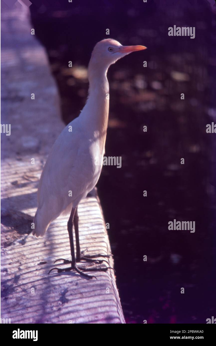 La grue demoiselle (Grus virgo) est une espèce de grue que l'on trouve dans le centre de l'Eurosiberia, allant de la mer Noire à la Mongolie et au nord-est de la Chine. Le village de Kheechan, en bordure du désert de Thar, se trouve sur la route de migration des grues demoiselle qui se déplacent de leurs aires de reproduction en Eurasie pour se prélasser dans l'hiver plus doux de l'Inde. Banque D'Images