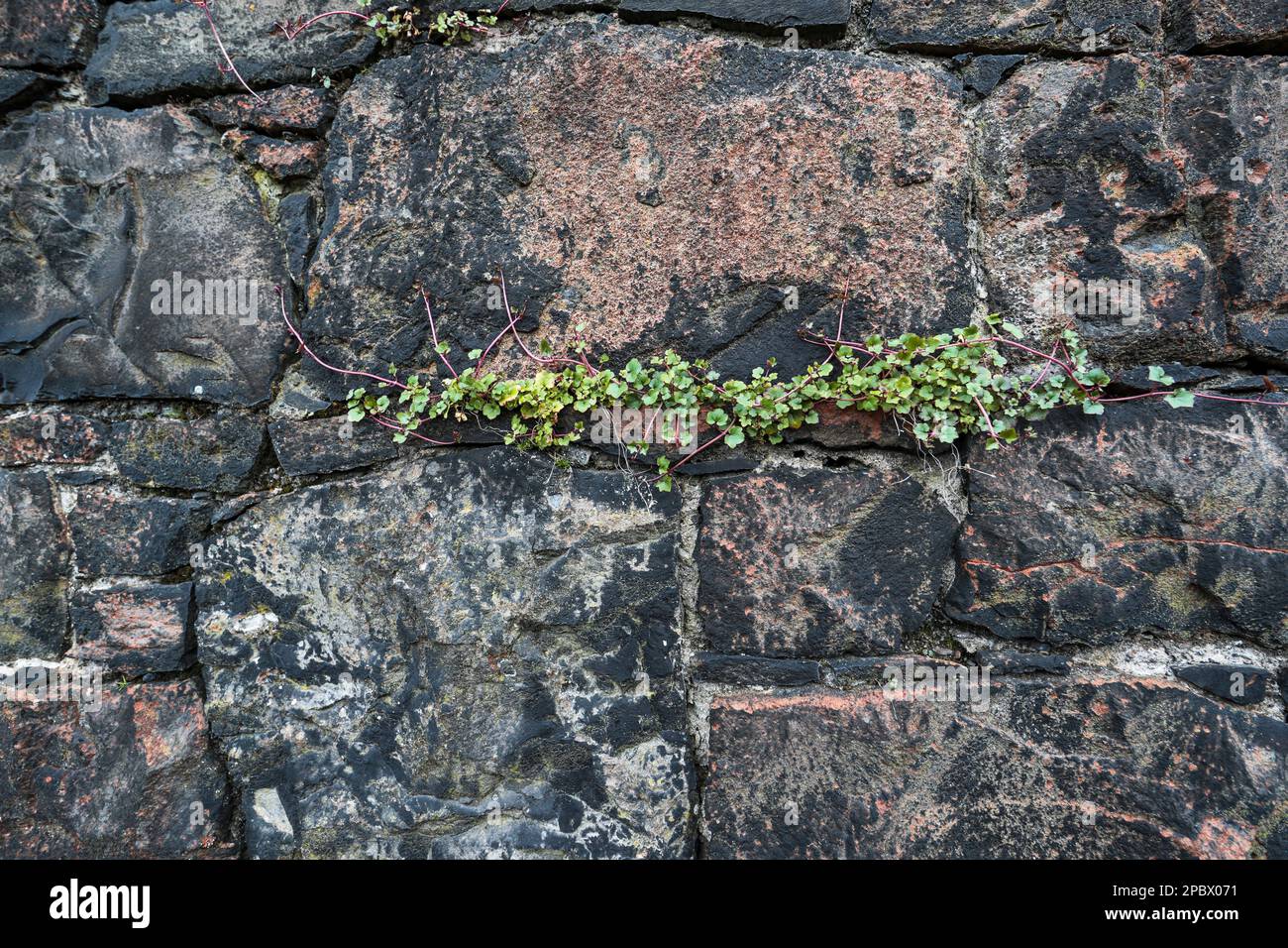 Cymbalaria muralis, communément appelé toadlin à feuilles de lierre, qui pousse dans le mur de la prison de Crumlin Road, Belfast, Irlande du Nord. Banque D'Images