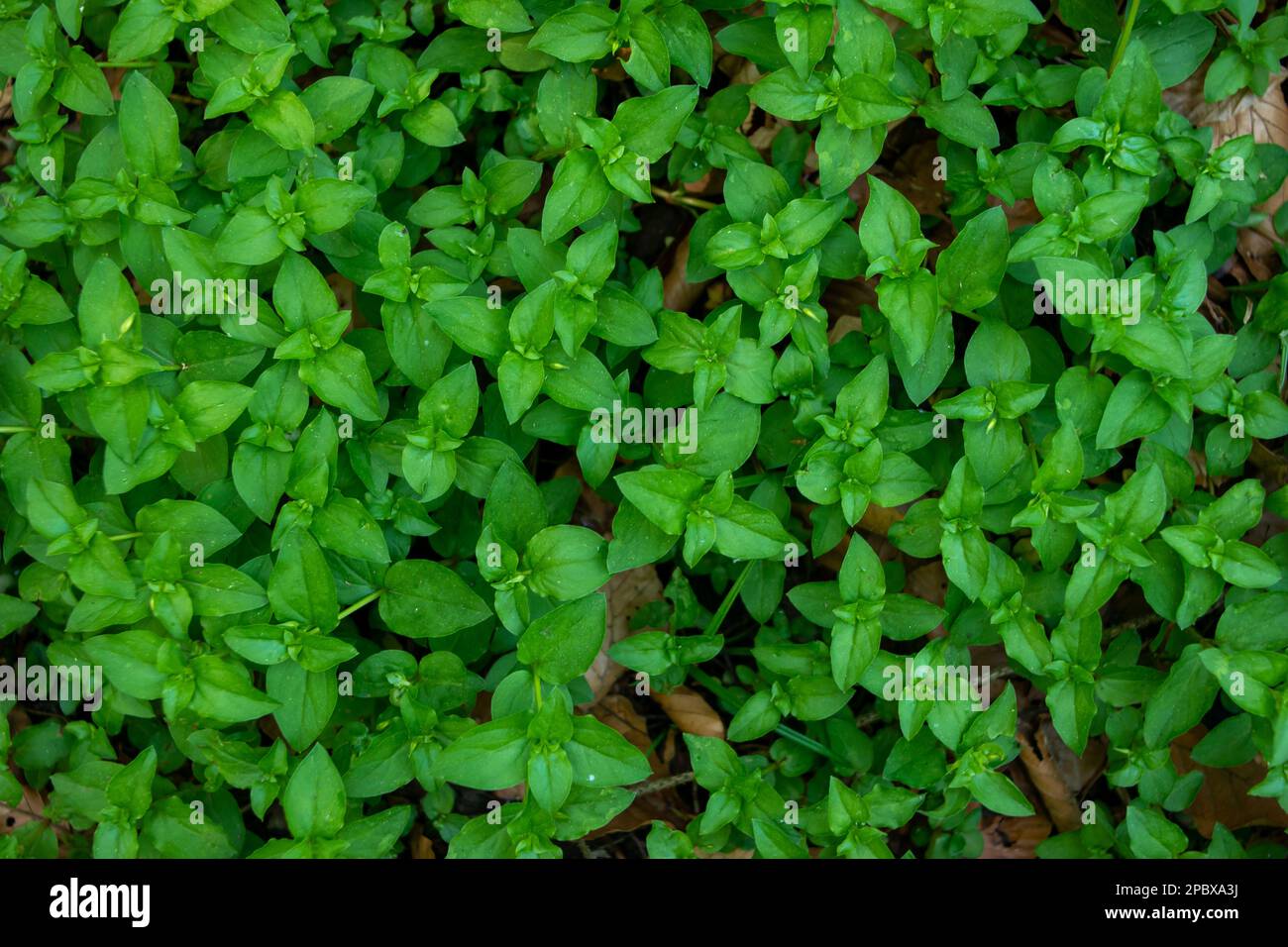 Papier peint vert frais pour pains sauvages. Forêt greenary, répétitions de motifs, vue de dessus, pas de personnes. Banque D'Images