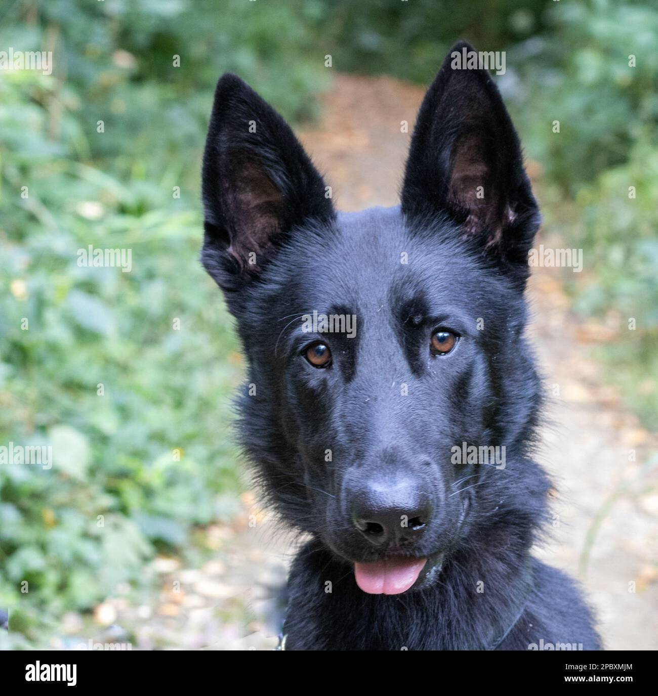 Shepard allemand noir Banque D'Images
