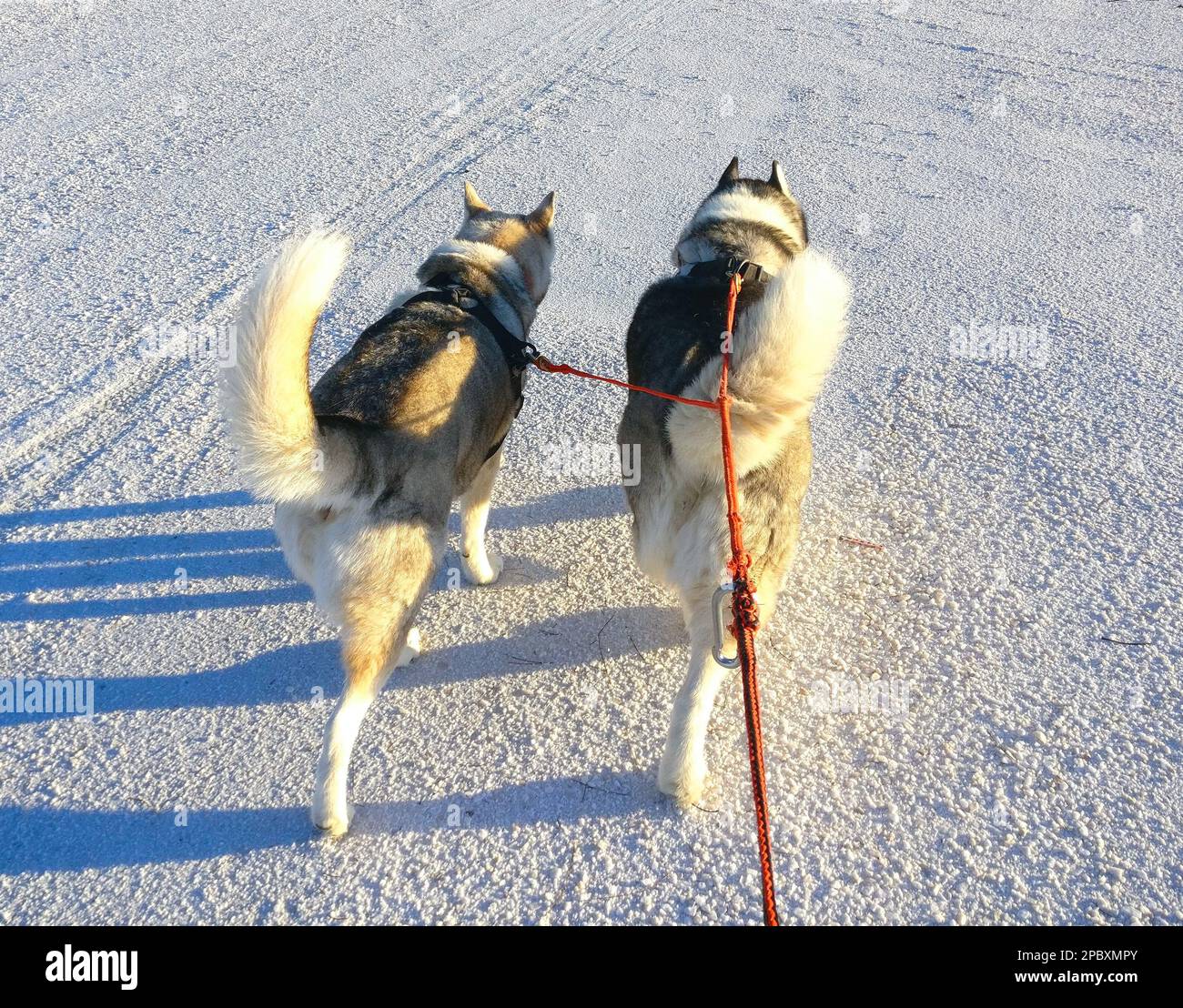 2 Huskies tirant sur du gravier blanc pur au soleil tôt le matin Banque D'Images