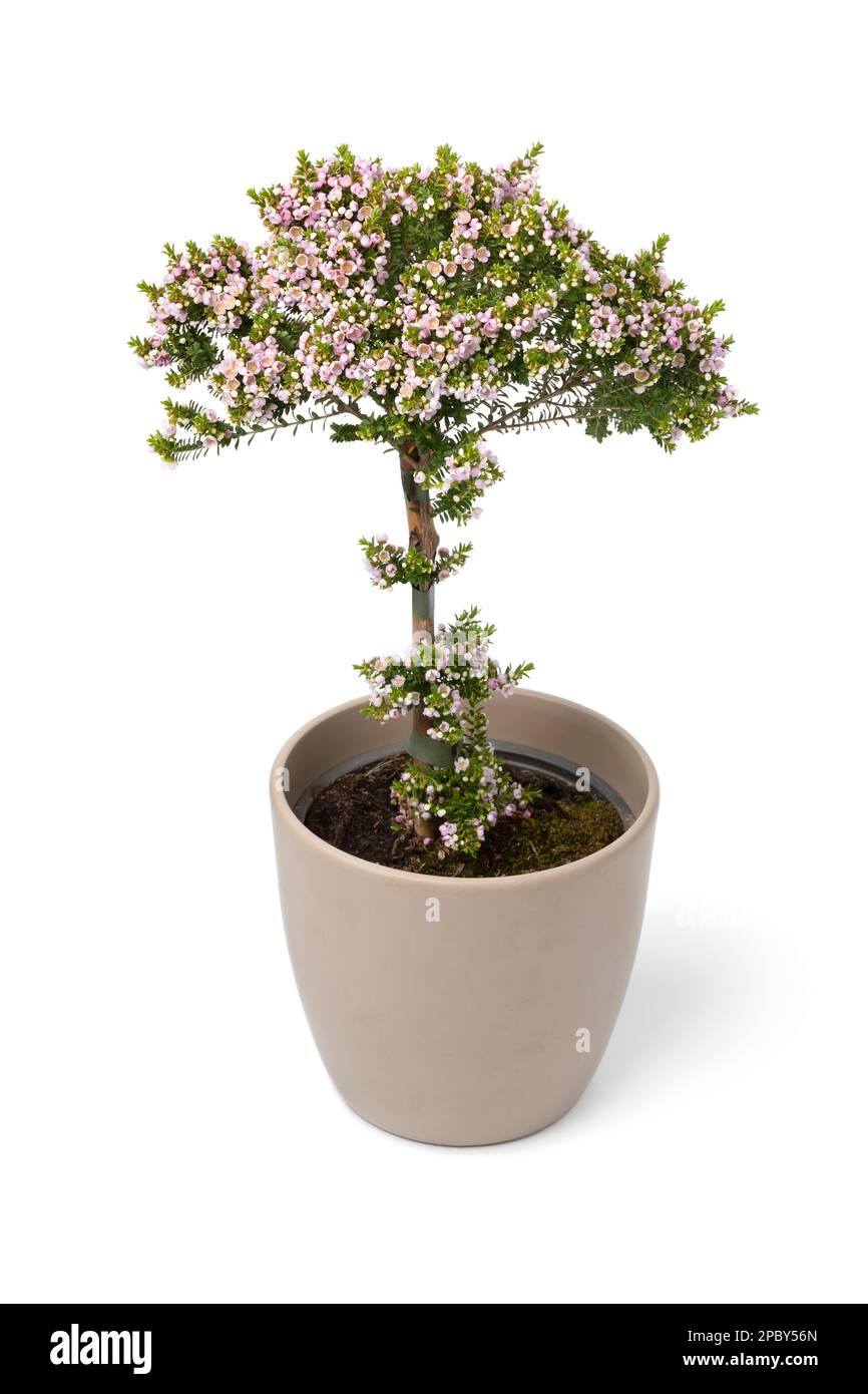 Arbuste à fleurs roses Thryptomene dans un pot de fleurs isolé sur fond blanc Banque D'Images