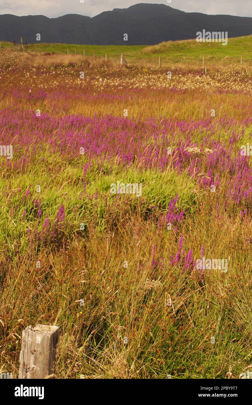 Vue sur les champs de fleurs sauvages près du château de Glengorm en face des collines de la péninsule Ardnamurchan, Mull, Scotland.UK Banque D'Images