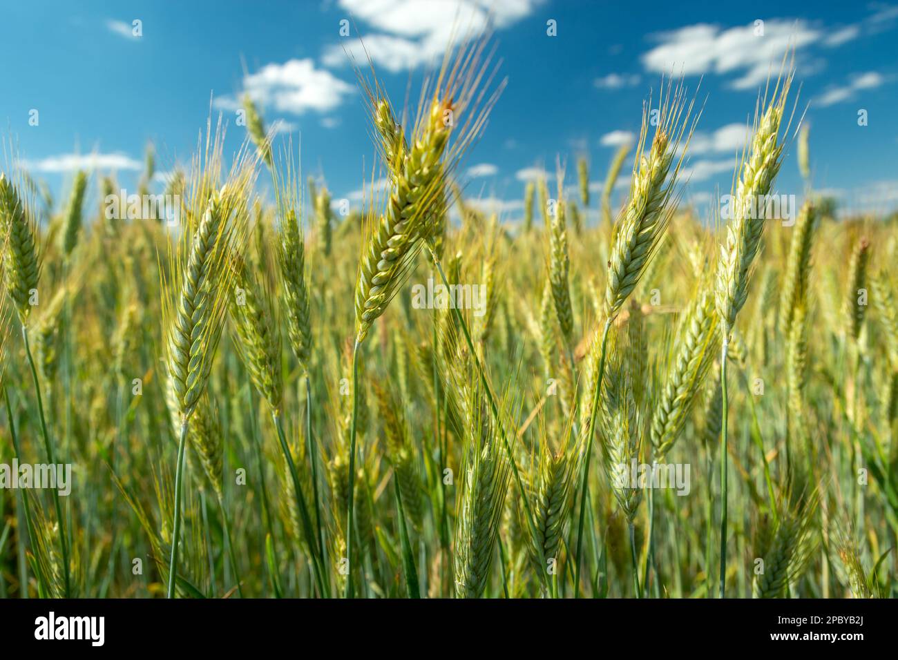 Gros plan des oreilles vertes de triticale et du ciel bleu, vue rurale d'été Banque D'Images