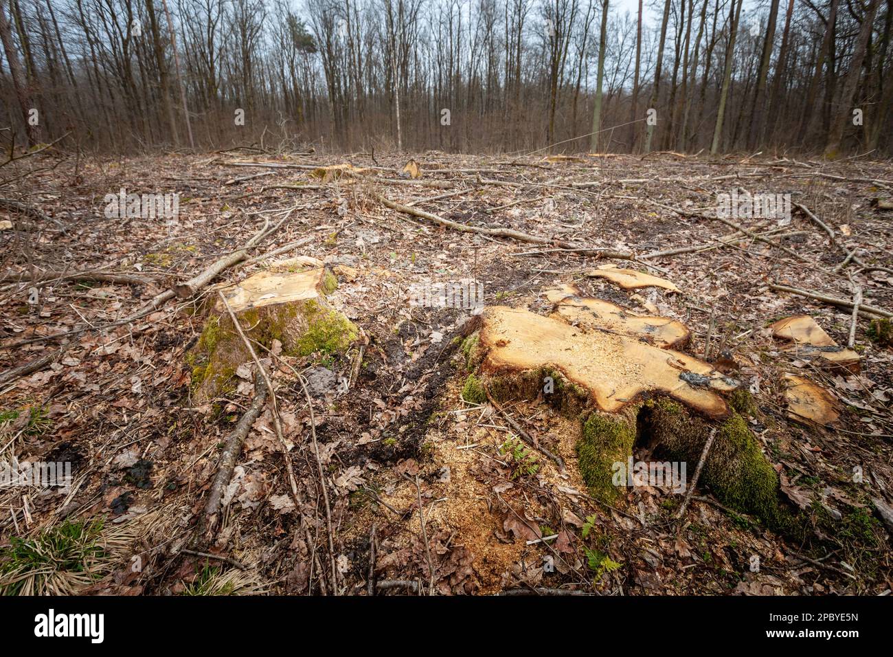 Souches dans le sol d'arbres abattus dans la forêt, le jour de mars Banque D'Images