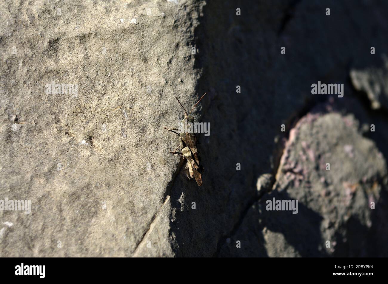 Sauterelle (Orthoptera) sur une roche dans le sud de la Croatie, macrophotographie, insectes Banque D'Images