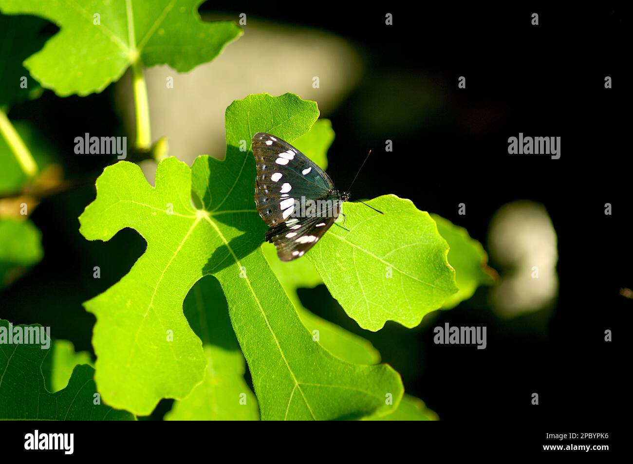 Papillon (amiral blanc du Sud) sur une feuille dans le sud de la Croatie, Plitvice, Plitvicka jezera, macrophotographie, insectes Banque D'Images