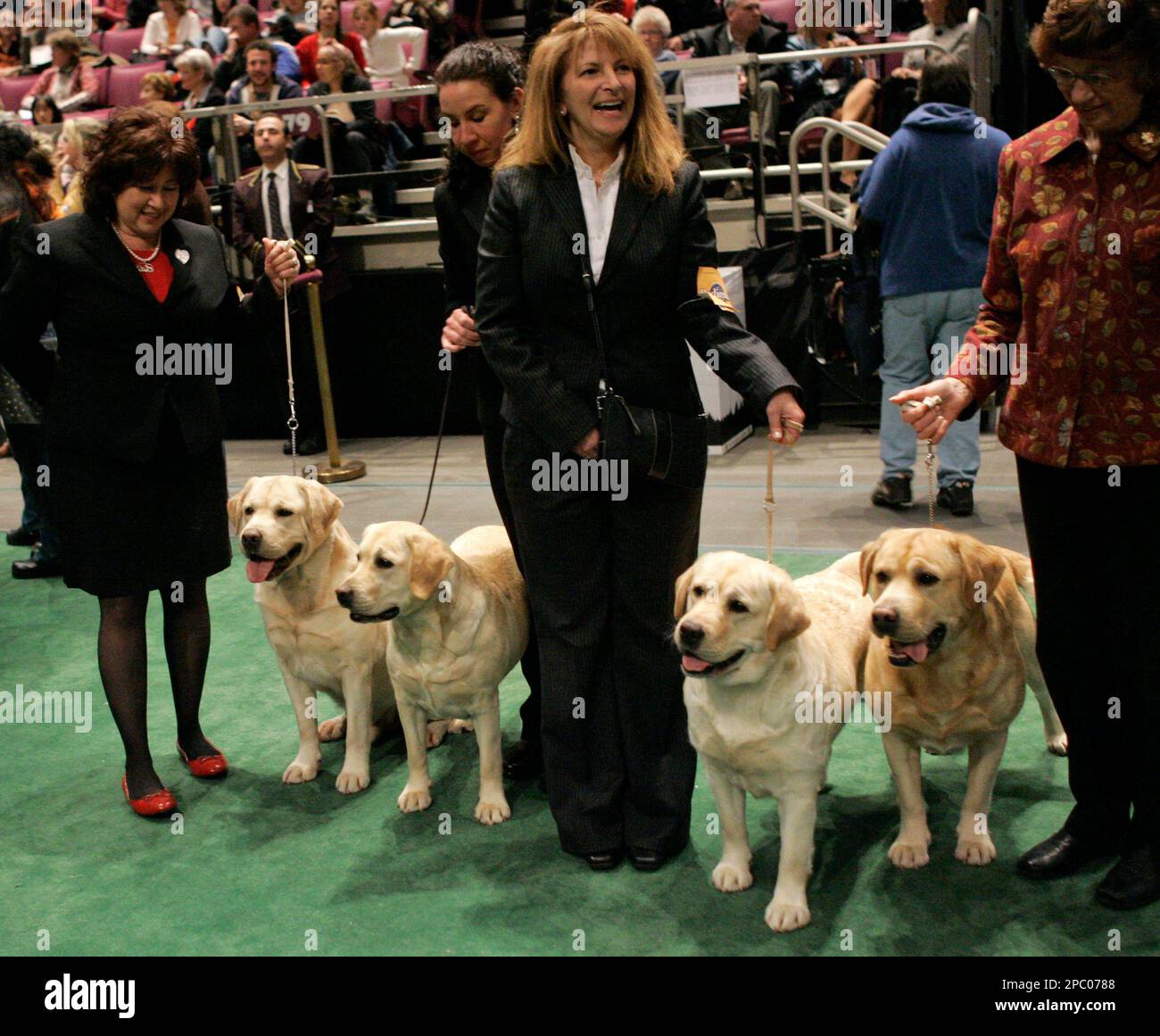 Four labrador retrievers line up for a photograph with their handlers